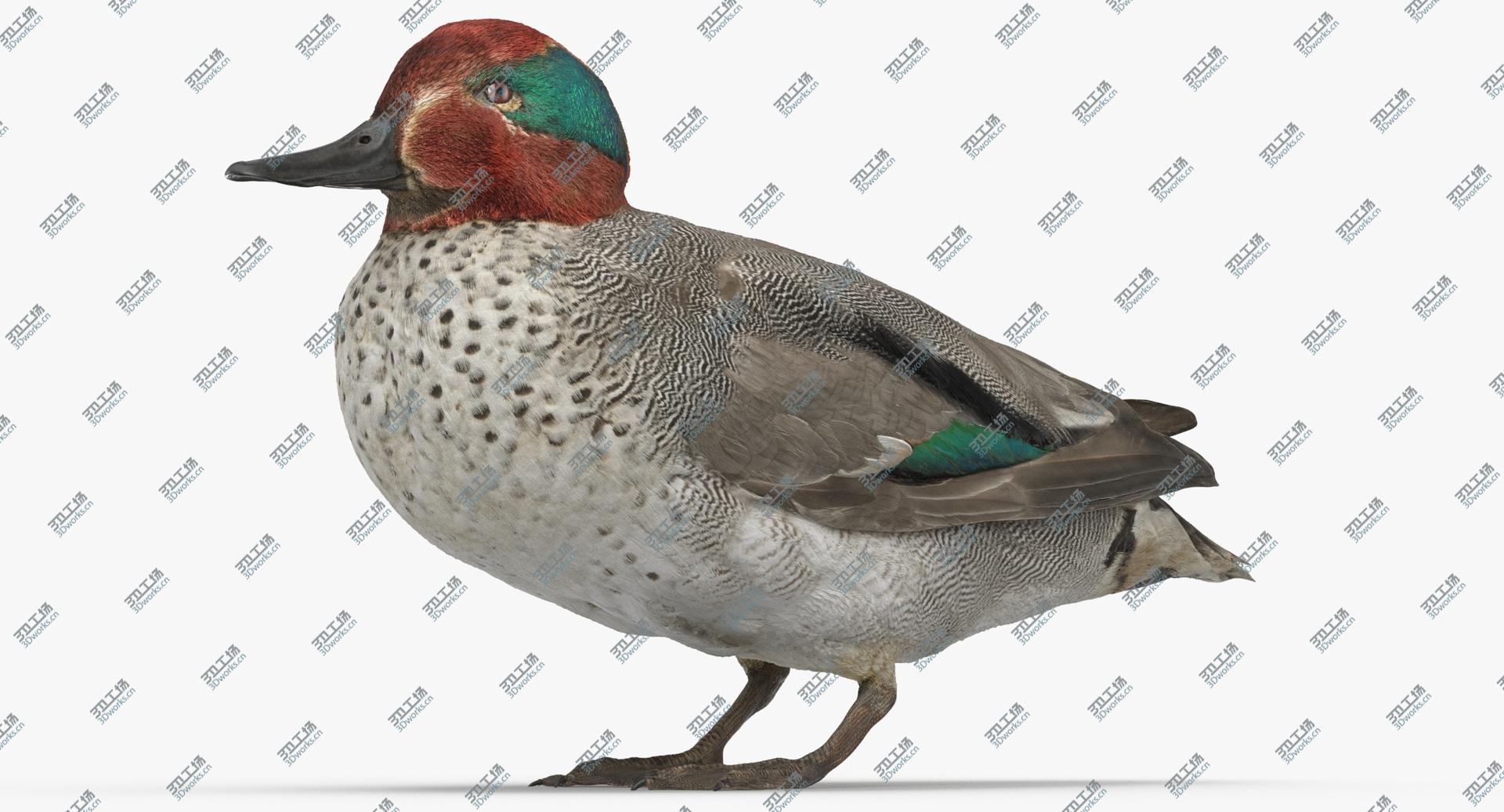 images/goods_img/202104022/Eurasian Teal ( Anas Crecca ) Male 01 3D model/3.jpg